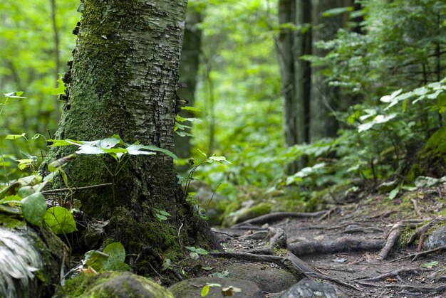 Arbres couverts de mousse et entourés de plantes dans la forêt