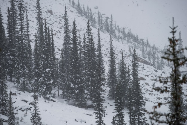 Arbres couverts de neige