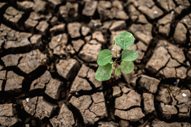 Photo gratuit arbres cultivés dans un sol sec et fissuré en saison sèche, réchauffement de la planète