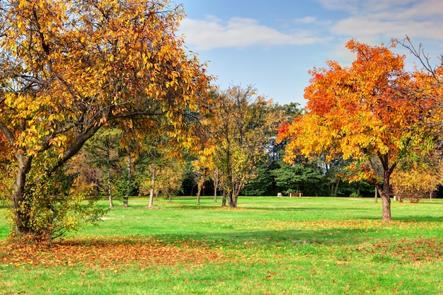 Les arbres dans un parc de beauté