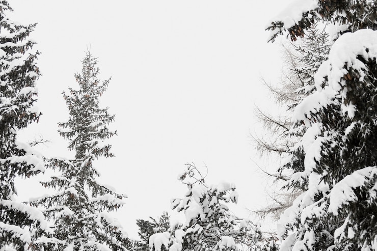 Photo gratuit arbres enneigés dans la forêt d&#39;hiver
