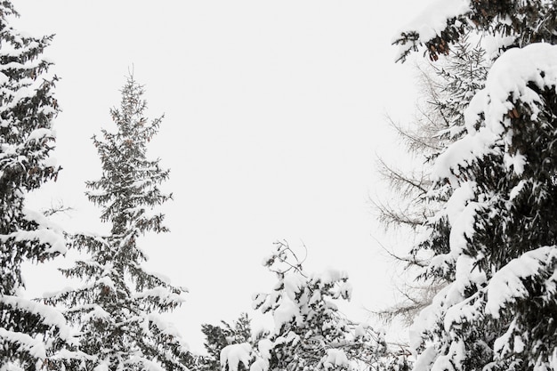 Arbres enneigés dans la forêt d&#39;hiver