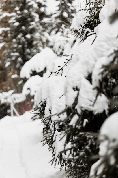 Arbres à feuilles persistantes dans la neige