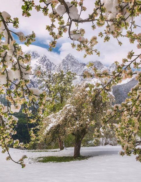 Photo gratuite arbres à feuilles vertes avec sol enneigé et montagnes