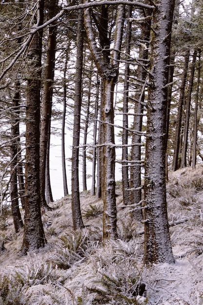 arbres forestiers denses sans feuilles