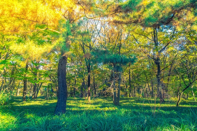 Les arbres forestiers (Image filtrée traitées effet vintage.)