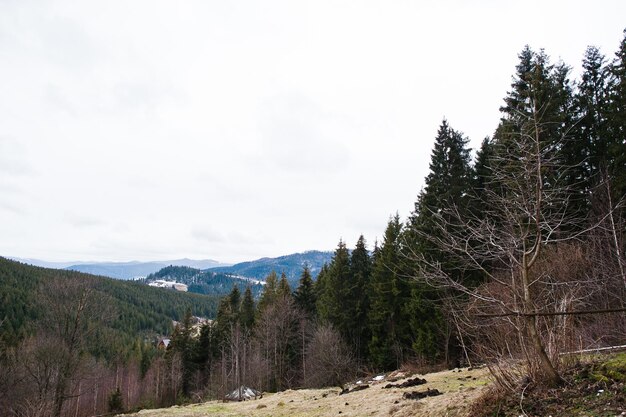 Arbres forestiers de pins dans les montagnes des Carpates