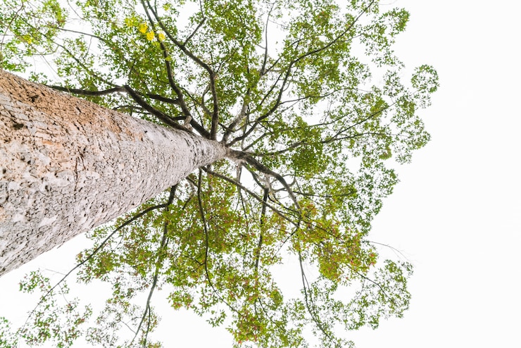 Photo gratuit les arbres forestiers