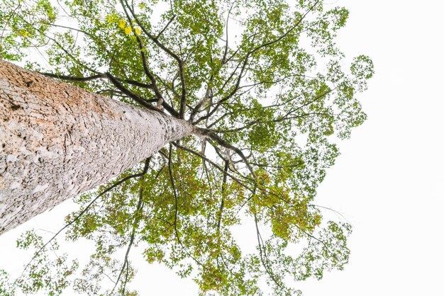 Les arbres forestiers