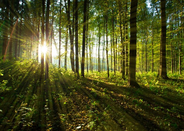 Images Foret Vecteurs Photos Et Psd Gratuits