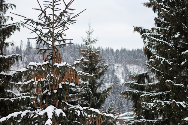 Arbres de la forêt recouverts de neige en hiver