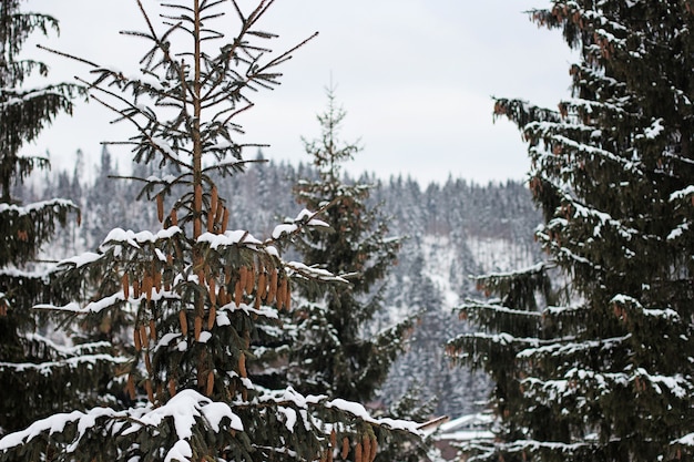 Arbres de la forêt recouverts de neige en hiver