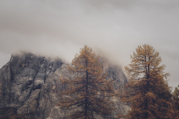 Arbres et formation rocheuse par temps brumeux