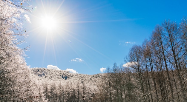 Photo gratuite arbres gelés en hiver avec un ciel bleu