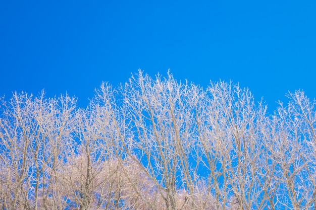 arbres gelés en hiver avec un ciel bleu