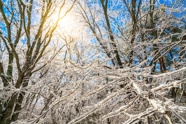 arbres gelés en hiver avec un ciel bleu