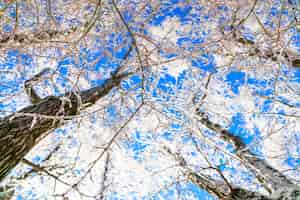 Photo gratuite arbres gelés en hiver avec un ciel bleu