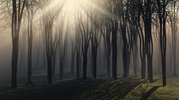 Arbres sur un jour de brouillard