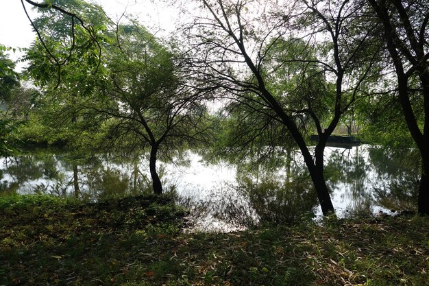 Les arbres avec un lac derrière