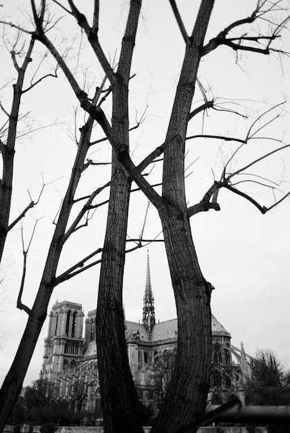 Photo gratuite arbres et manoir en noir et blanc