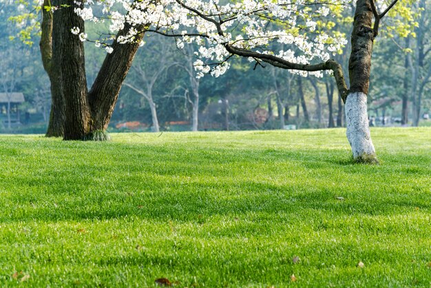 Arbres et pelouses