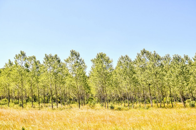 Arbres poussant dans la vallée sous le ciel ensoleillé