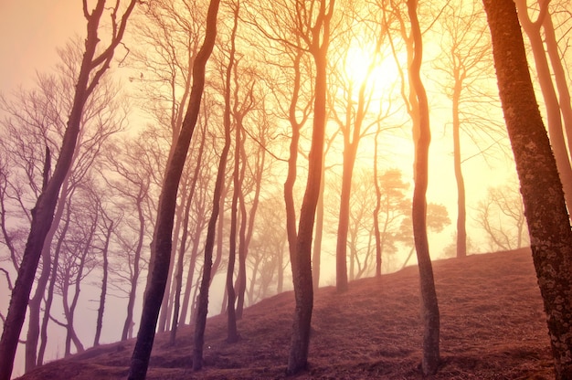 arbres secs au coucher du soleil