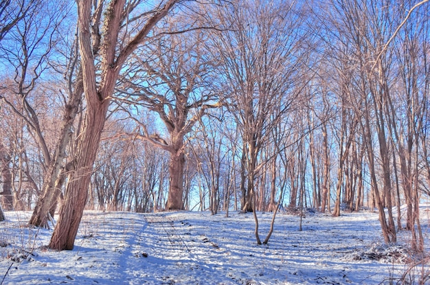 arbres secs avec de la neige