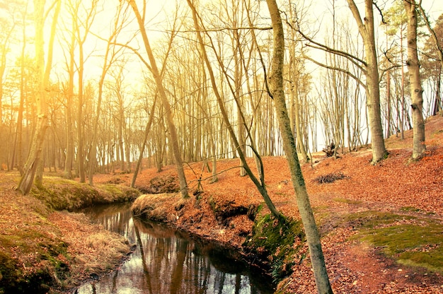 Photo gratuite arbres secs près d'une rivière