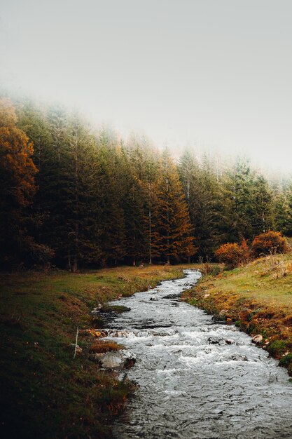 Arbres verts et bruns au bord de la rivière pendant la journée