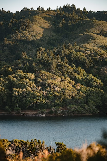 Arbres verts à côté du plan d'eau pendant la journée