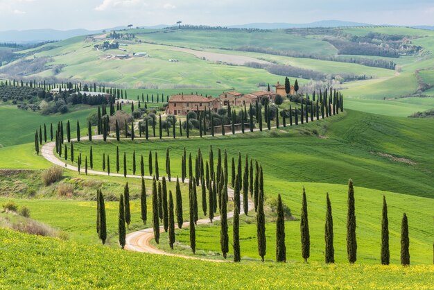 Arbres verts le long d'un chemin incurvé dans un champ vert