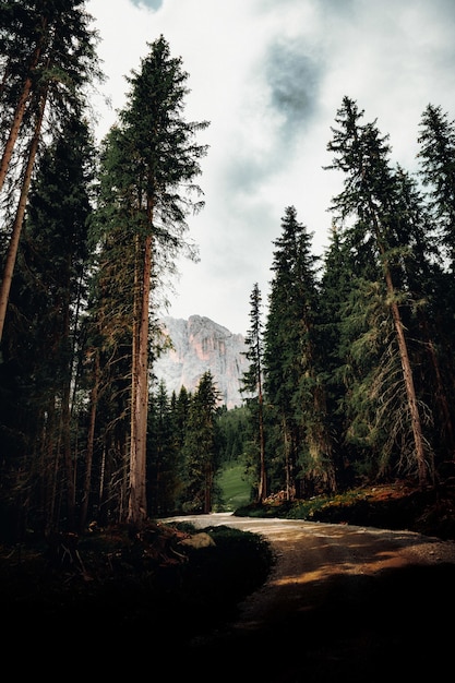 Arbres verts près de la montagne sous un ciel nuageux pendant la journée