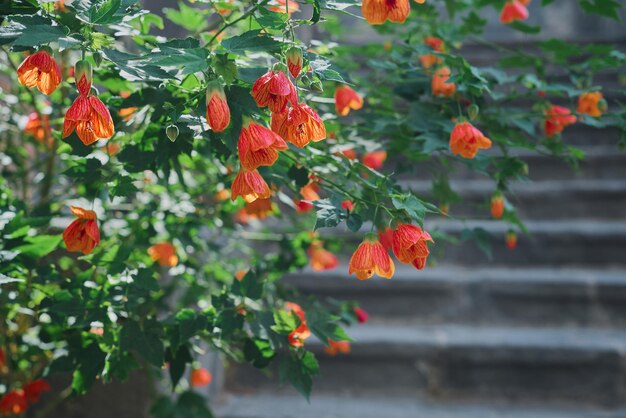 Arbustes à fleurs sur fond de mise au point sélective de la lumière du soleil Idée de carte postale d'arrière-plan ou de décoration d'espace