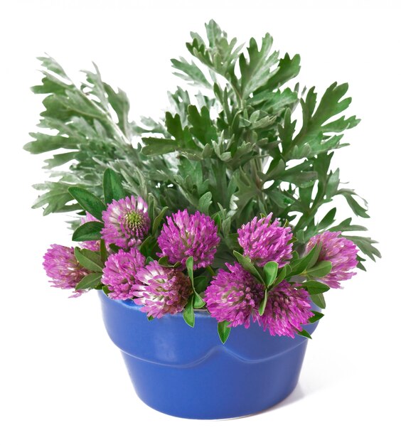 armoise et trèfle dans un pot de fleurs