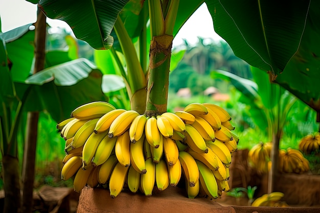 Arrangement de bananes crues fraîches