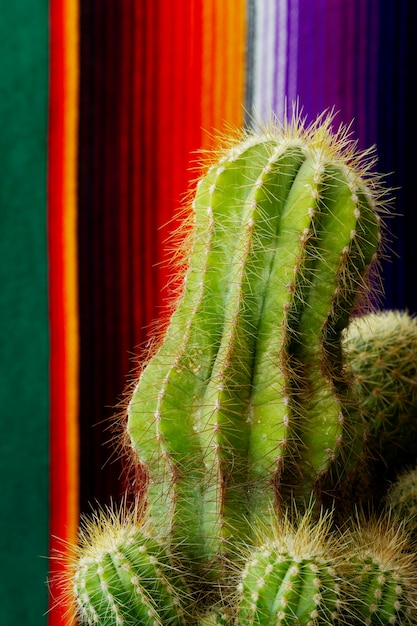 Arrangement de cactus et de tissus colorés