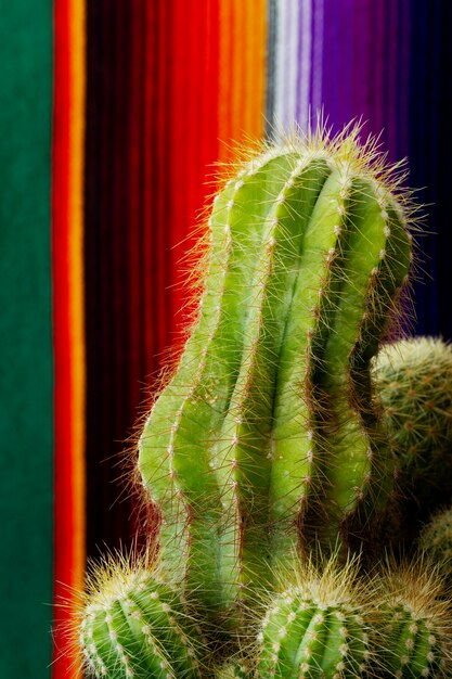 Arrangement de cactus et de tissus colorés