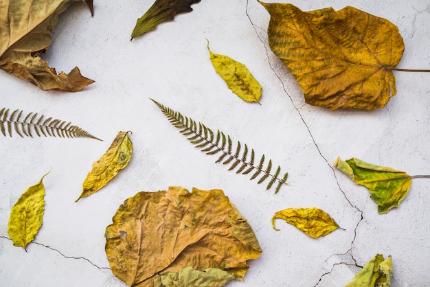 Photo gratuite arrangement avec des feuilles jaunes et brunes séchées