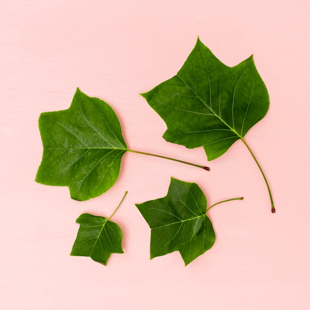 Arrangement de feuilles de toutes tailles