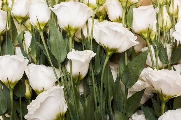 Arrangement de fond de belles fleurs