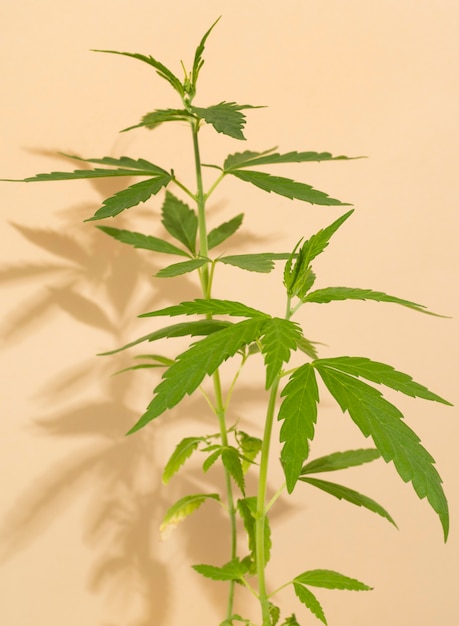 Arrangement de plante de cannabis naturel