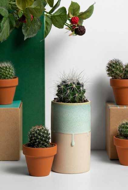 Photo gratuite arrangement de plantes cactus nature morte