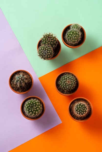 Arrangement de plantes de cactus vue de dessus