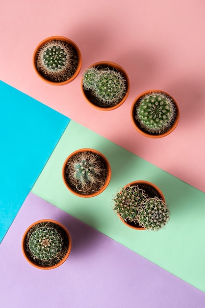 Photo gratuite arrangement de plantes de cactus vue de dessus