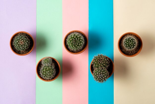 Arrangement de plantes de cactus vue de dessus