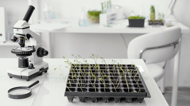 Arrangement avec plantes et microscope