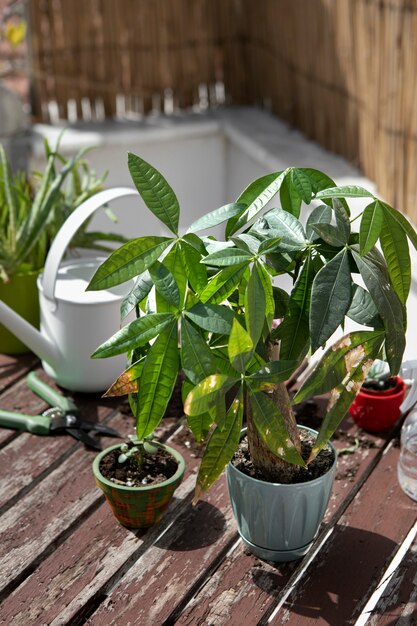 Arrangement de plantes vertes à angle élevé