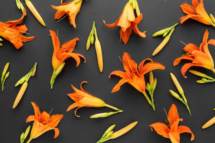 Photo gratuit arrangement plat de lys orange