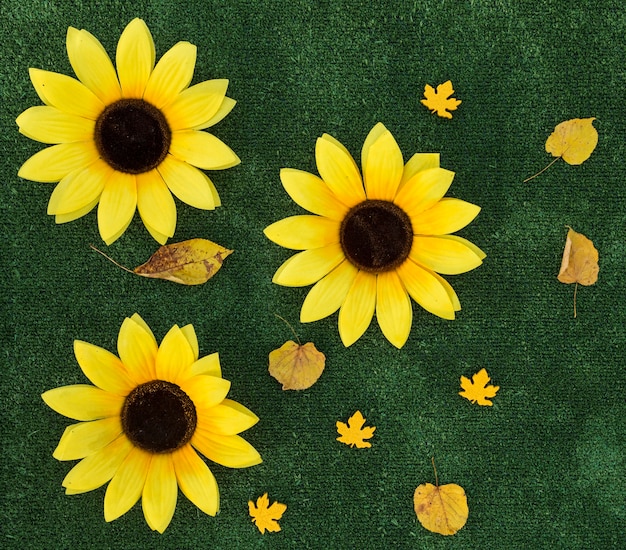 Arrangement de la vue de dessus avec des tournesols sur fond vert